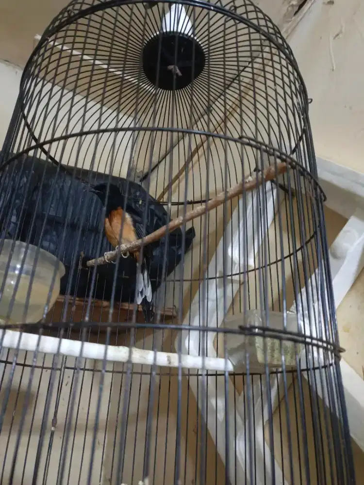 Murai batu betina siapan udah ngleper2 gacor