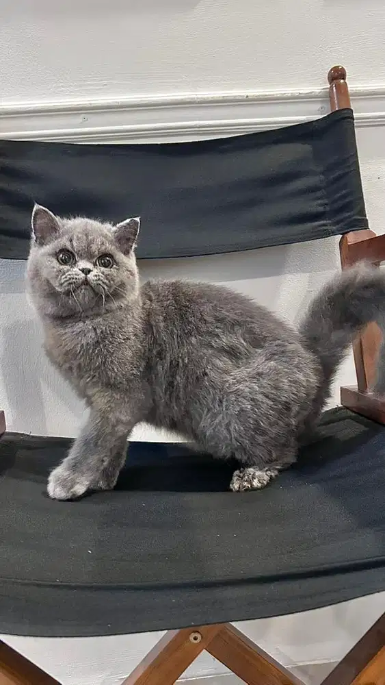 kucing BSH Murah