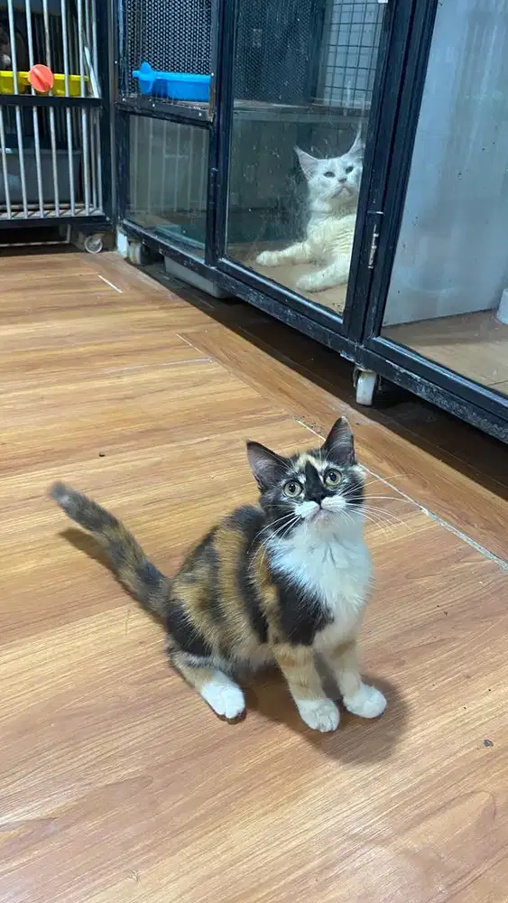 Kitten persia calico