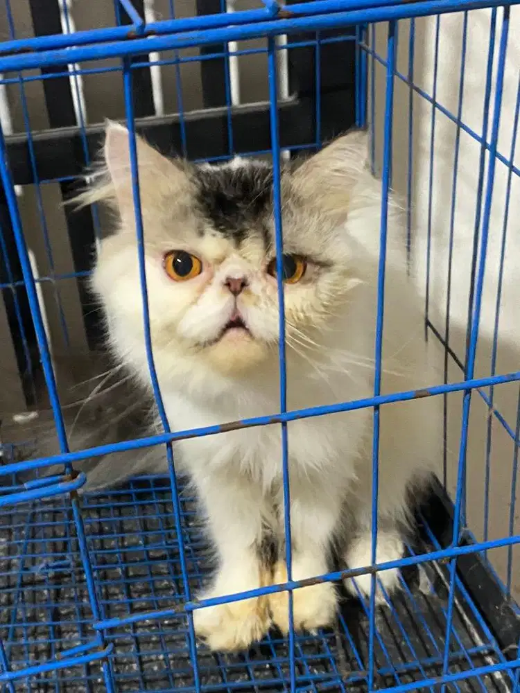 Peaknose longhair