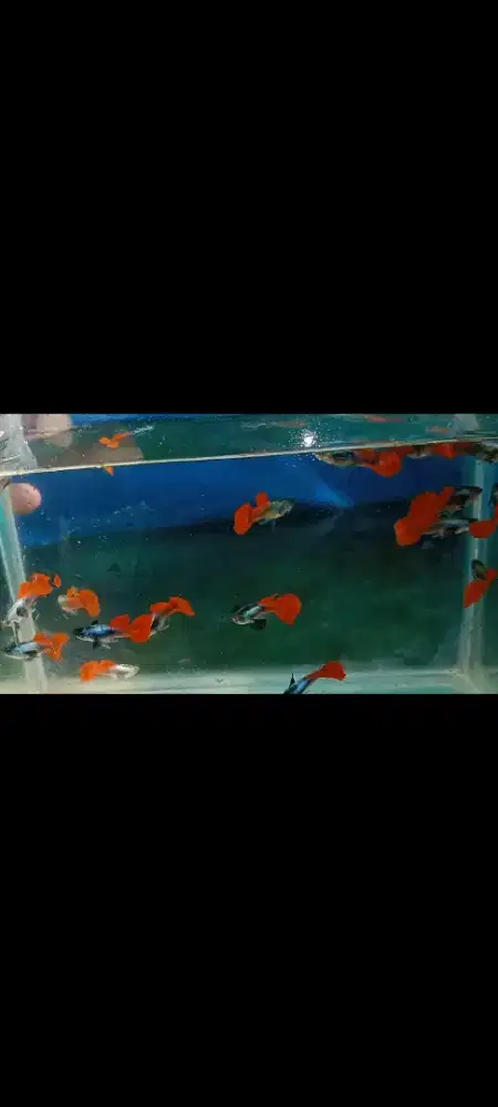 Ikan hias guppy prtde