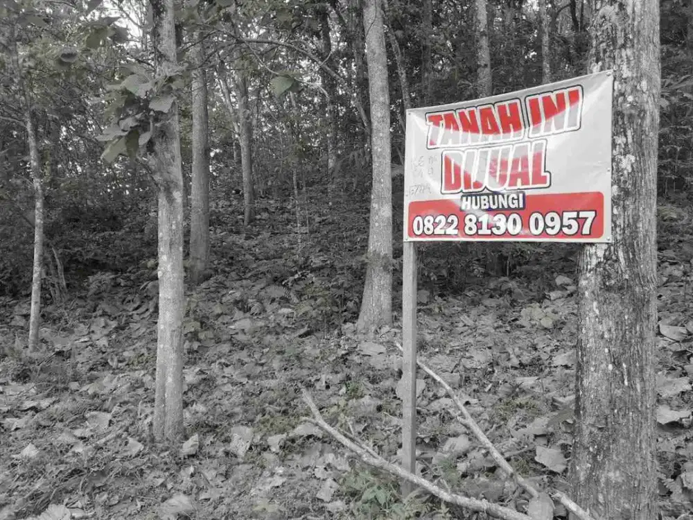 TANAH MURAH BERISI POHON JATI DAN VIEW PANTAI DI PERBATASAN PROVENSI