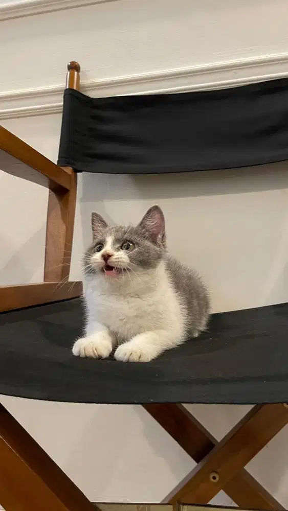 kucing bsh bicolor