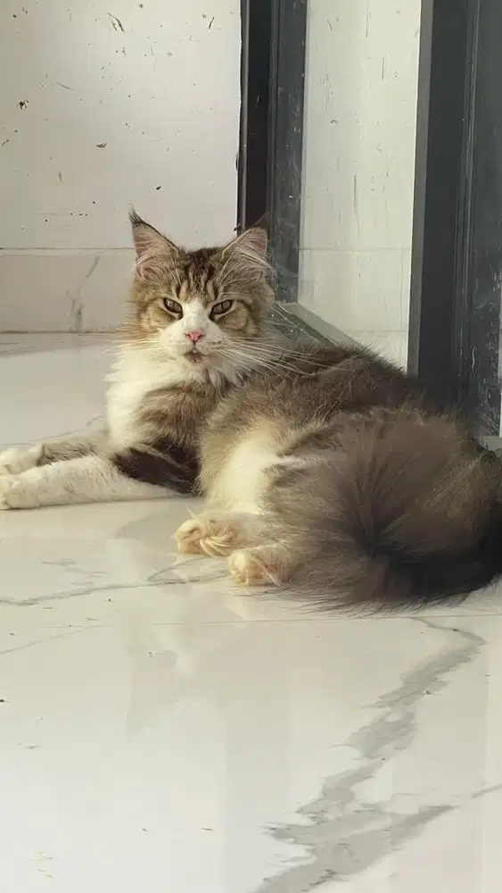 kucing mainecoon betina