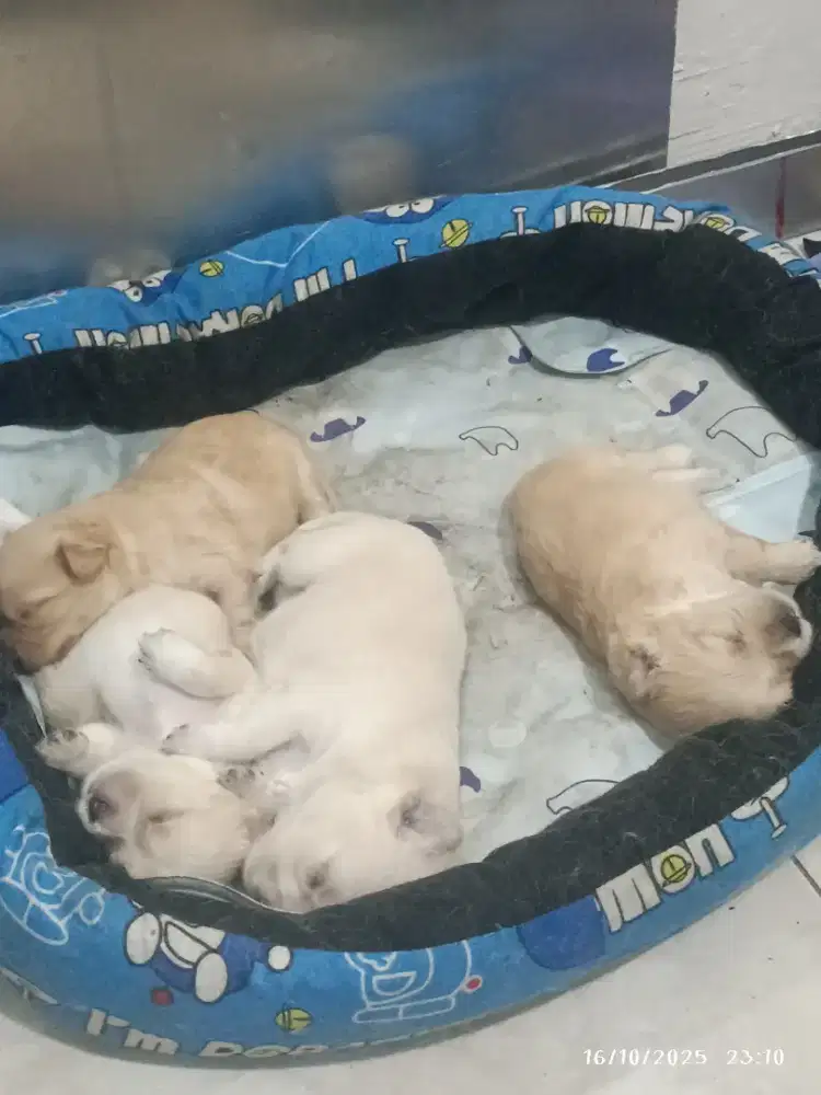 Puppy poodle mix pom gemuk sehat