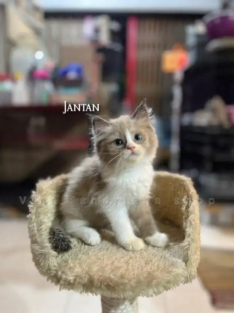 For adopt kucing Persia