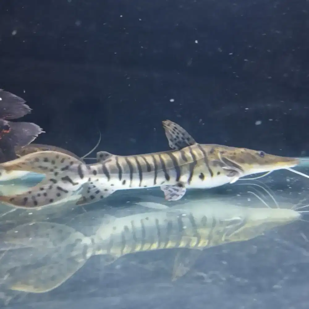 Tiger Shovelnose Catfish TSN 55-60cm