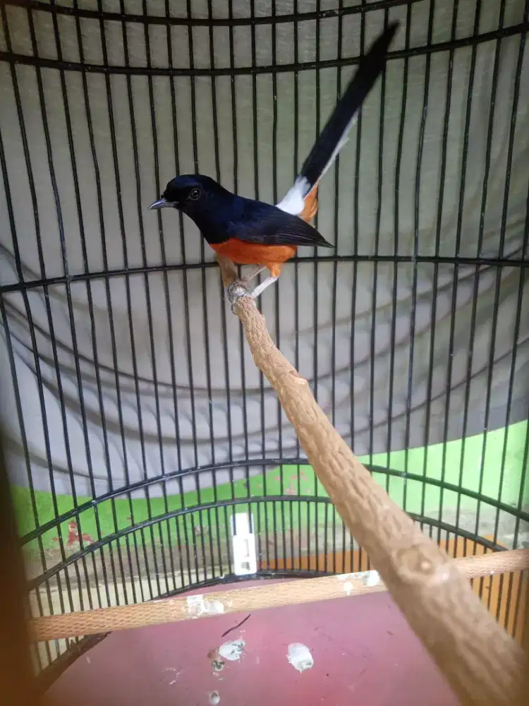 Burung murai seri  f2/bordan