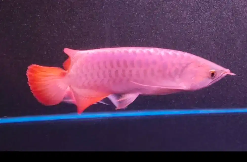 Arwana Super Red