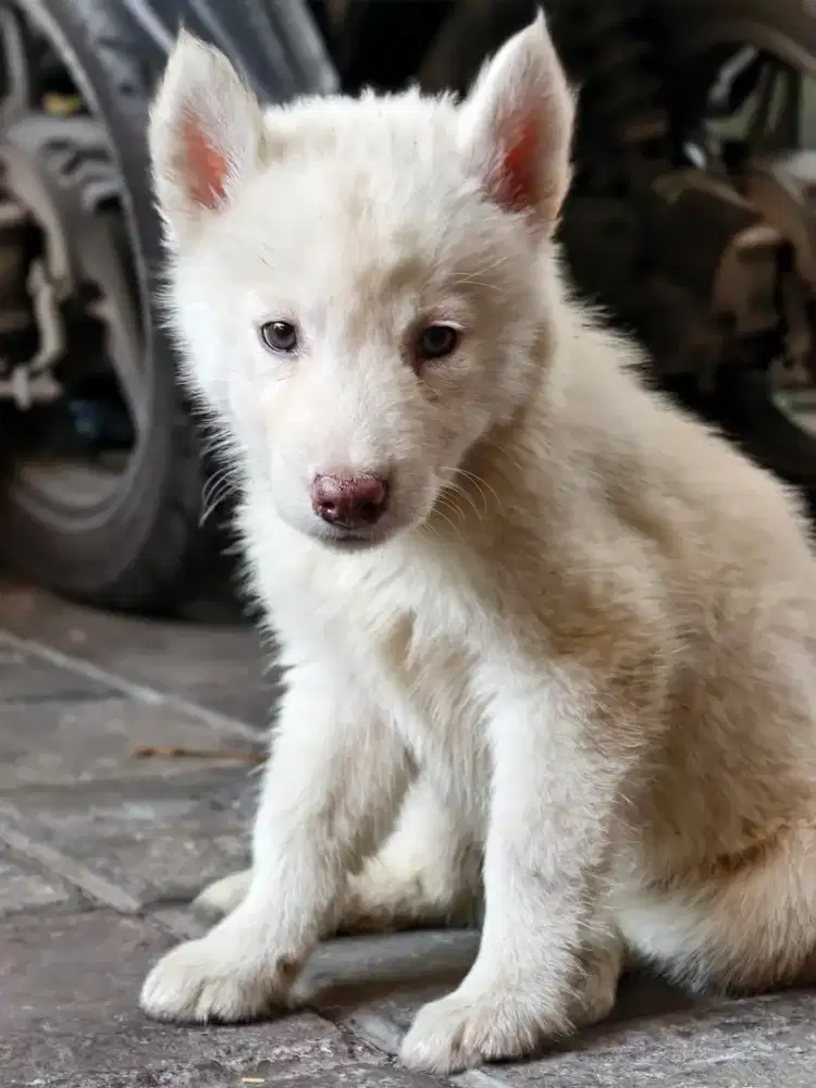 Anjing Siberian Husky
