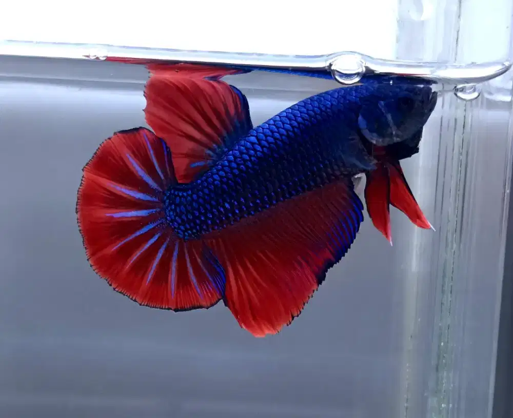 ikan cupang giant jumbo
