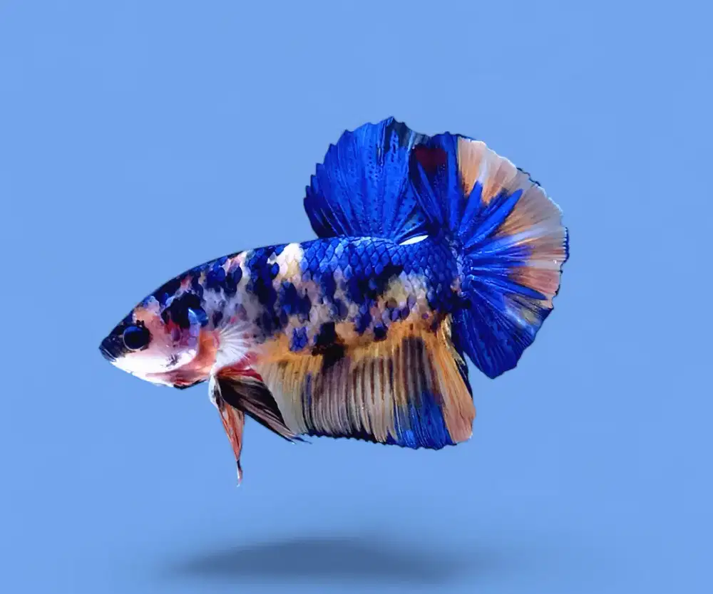 ikan cupang giant multi