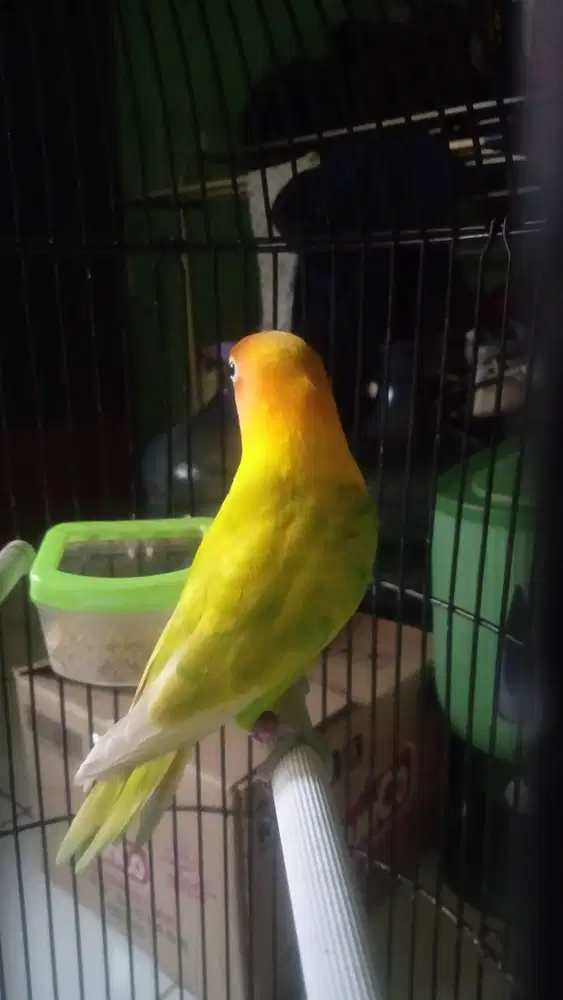 LOVEBIRD PASTEL DEWASA