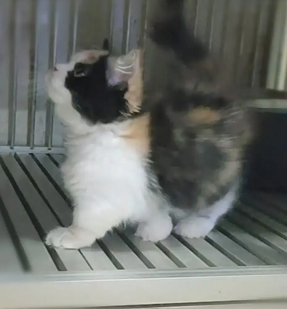 Kucing kitten cebol, Munchkin betina
