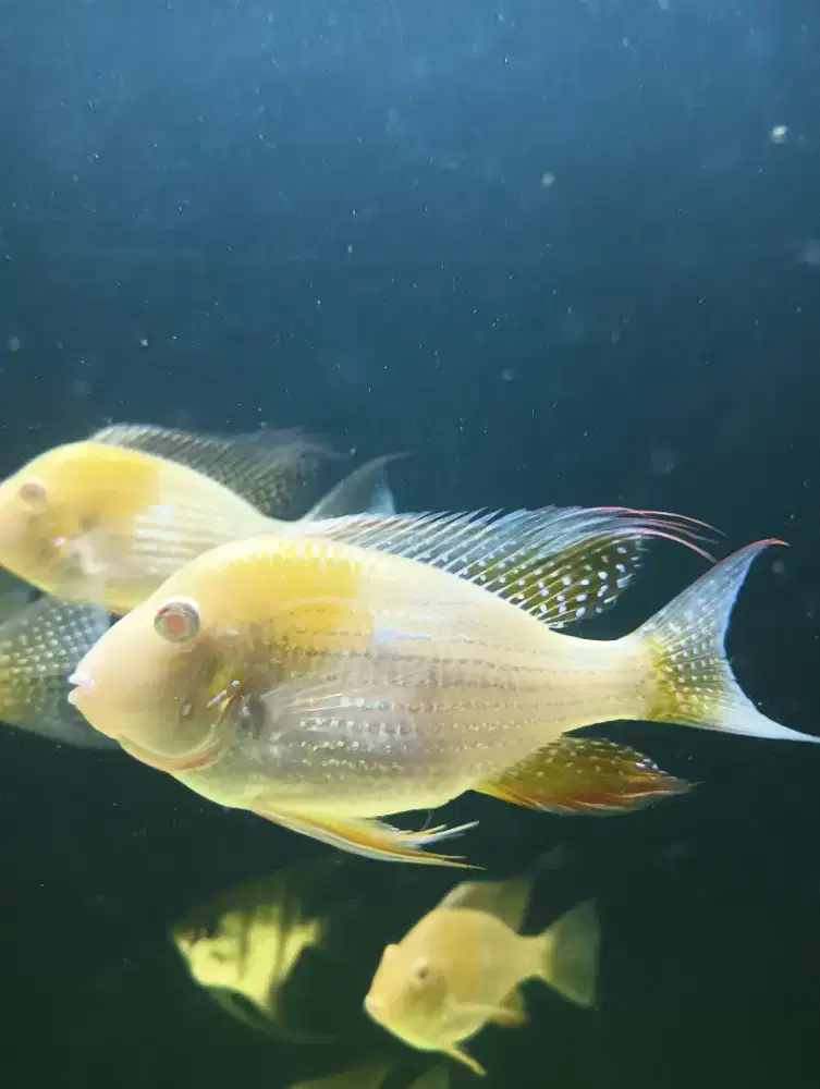 Chiclid Heckelii Albino 13-15cm