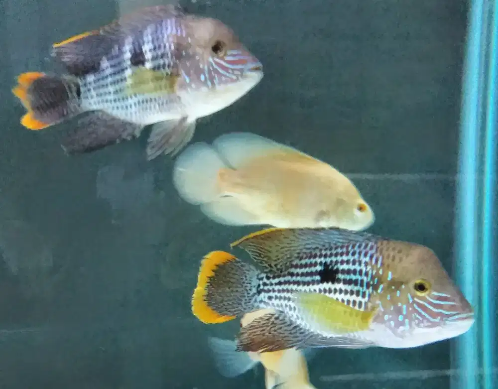 Green Terror Chiclid 20cm