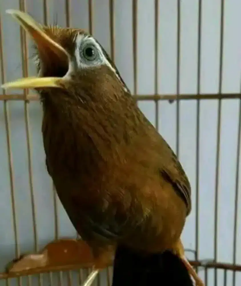 Wambie Muda hutan aman voer garansi jantan