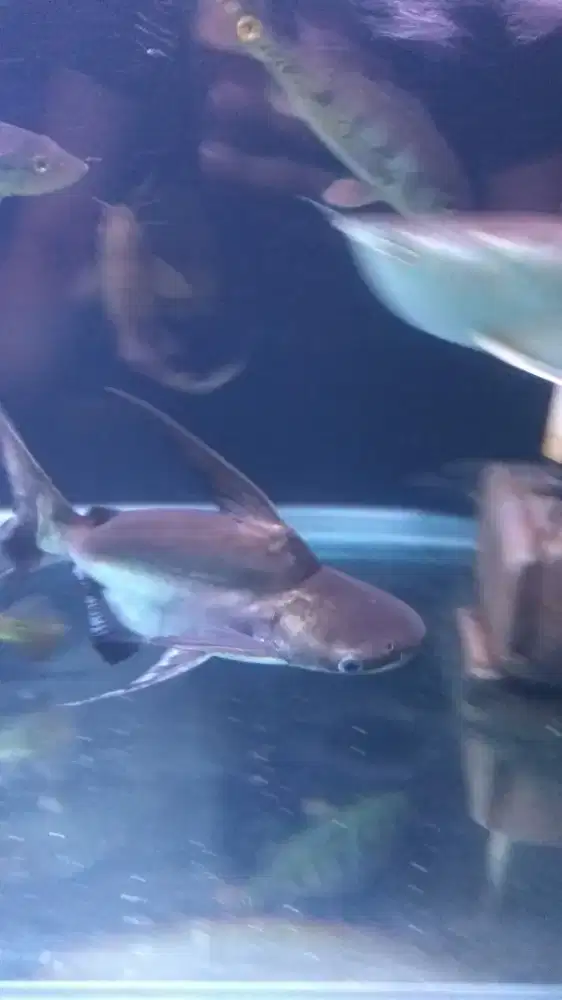 Paroon Shark King SB 50cm