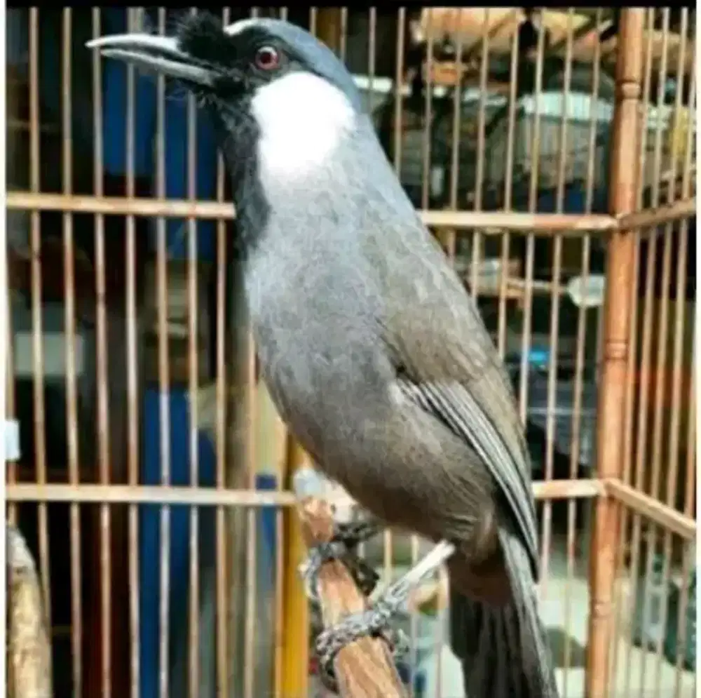 Poksay hongkong muda hutan aman voer garansi jantan
