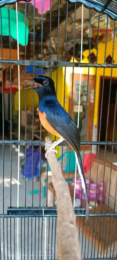 Murai batu medan pastol gacoran