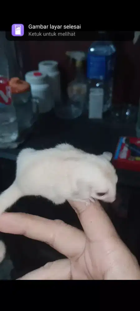Sugar Glider CREAMOZ
