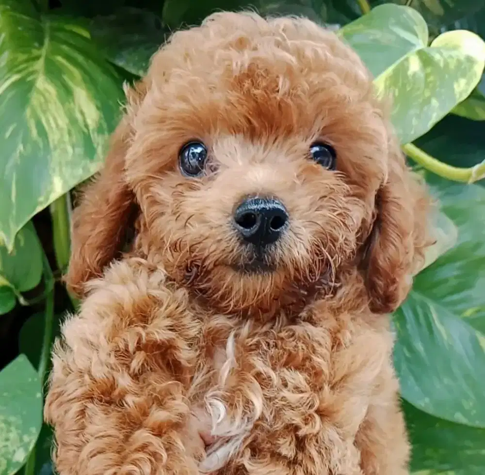 Red toy poodle betina