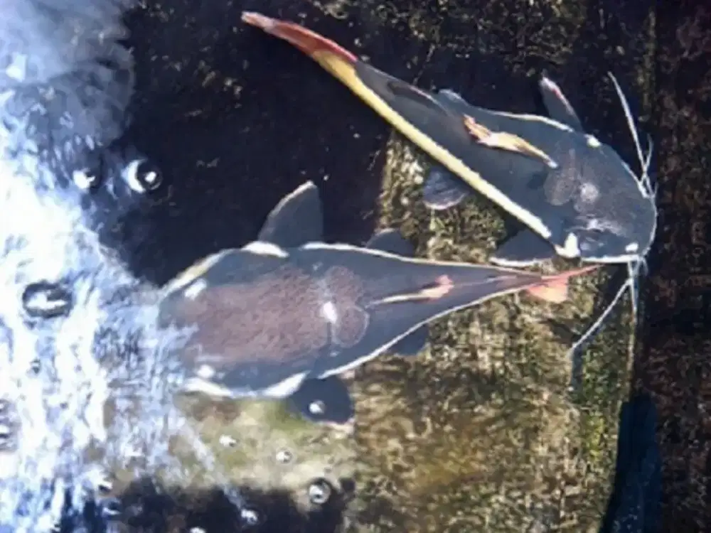RTC Red Tail Catfish 45-50cm