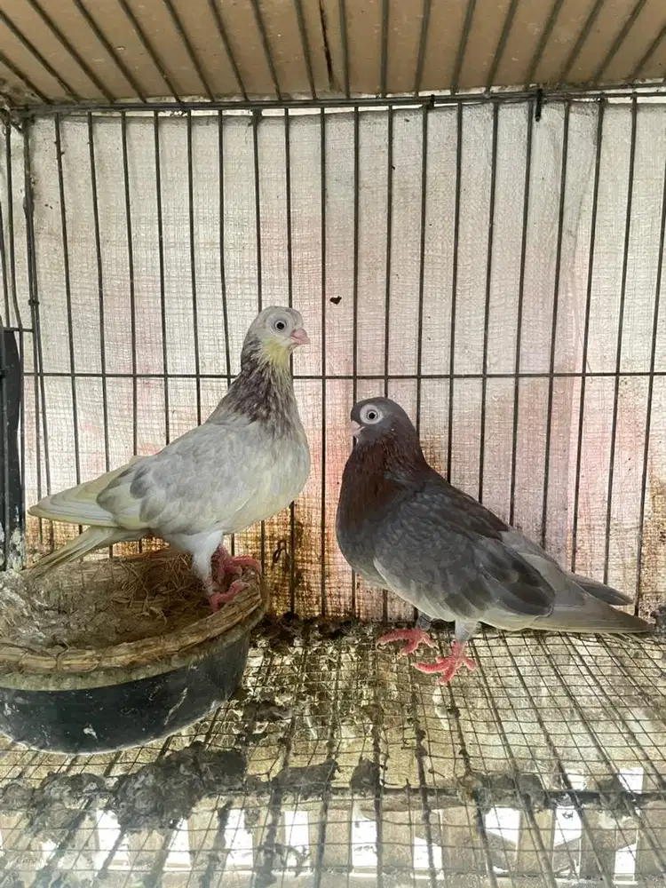 Burung merpati Hias wina