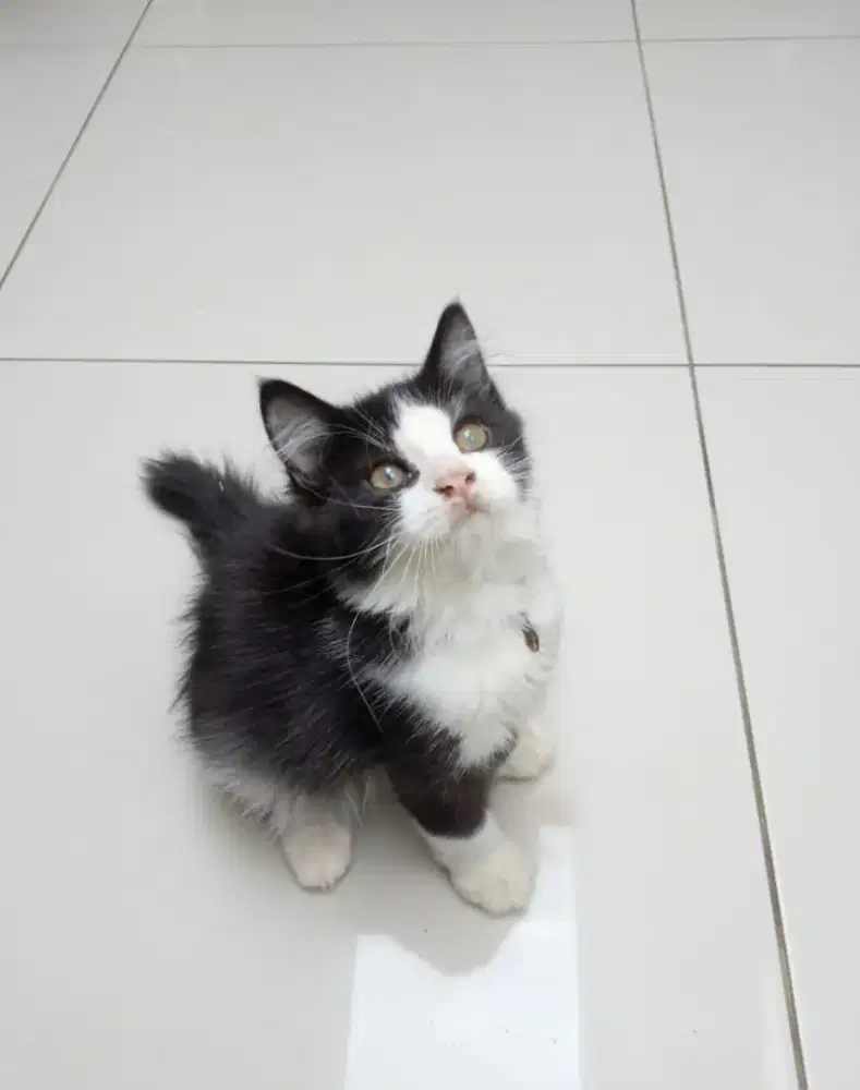 Kitten persian longhair