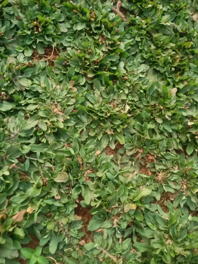 Jual Rumput Gajah Mini Cibubur