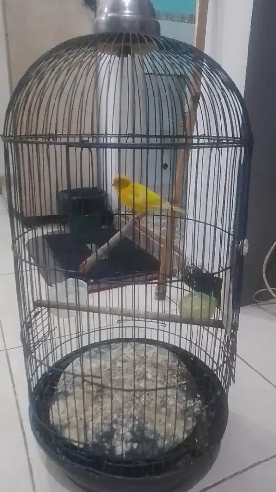Burung Kenari gacor