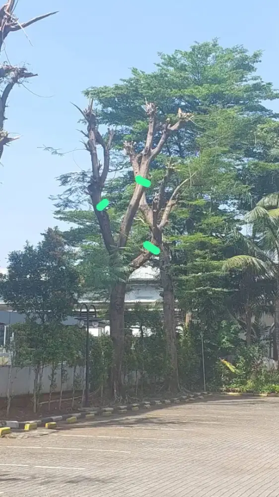 Jasa Tebang Pohon Jaksel