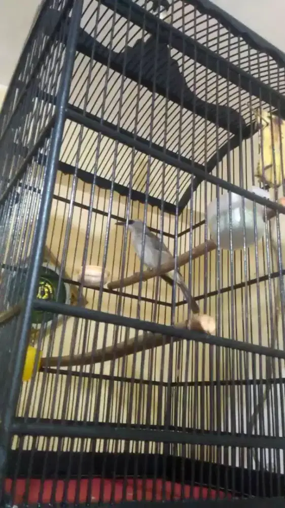 Burung Trucukan Kebo