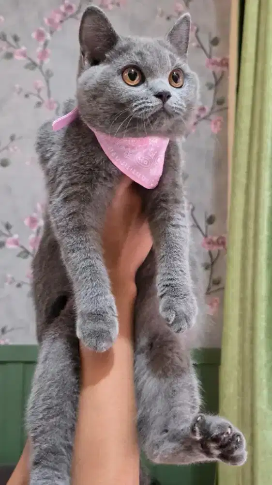 British Shorthair betina