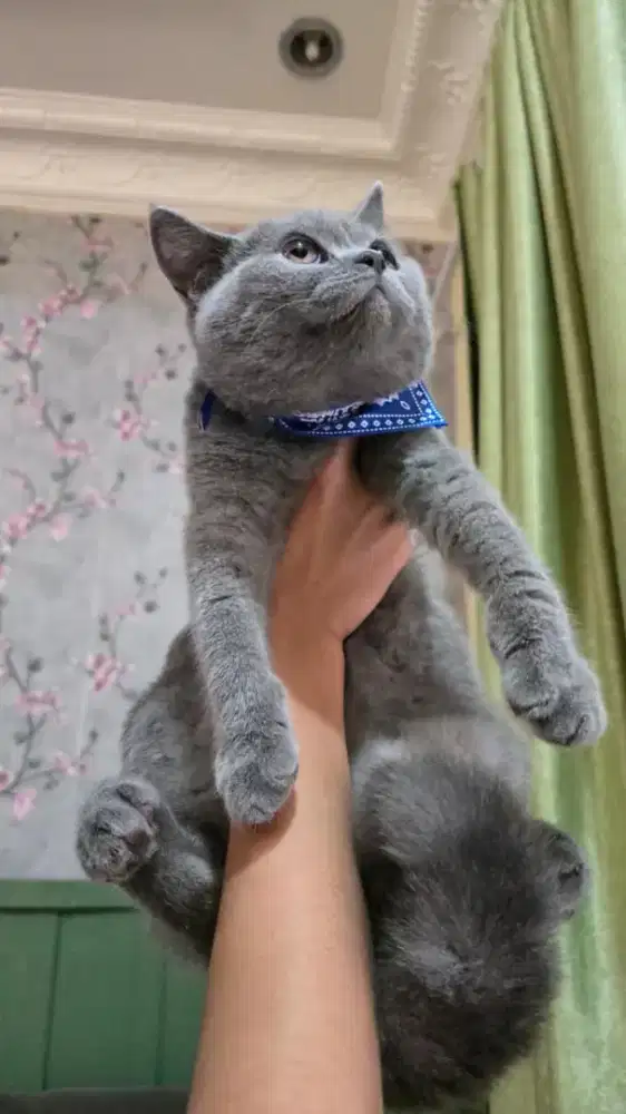 British Shorthair betina