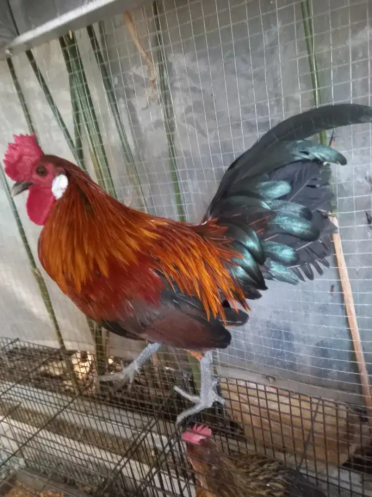 Dijual ayam hias jantan