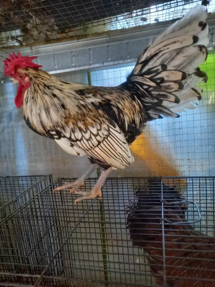 Dijual ayam hias jantan silangan ayam batik itali dan batik kanada