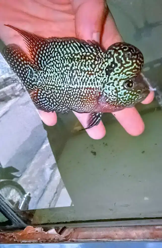 Louhan kamfa mata putih