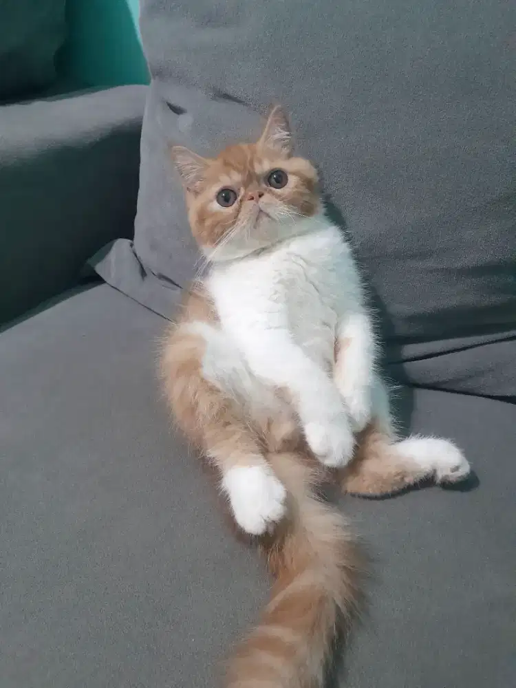 kucing peaknose exotic shorthair