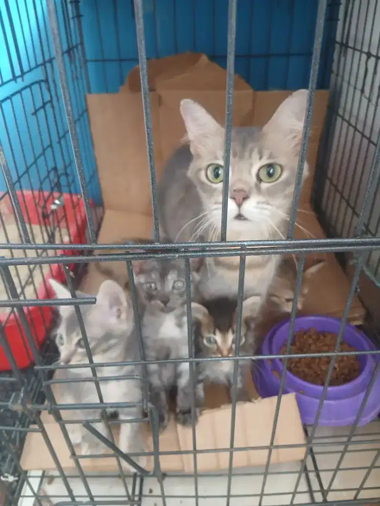Kitten mix anggora