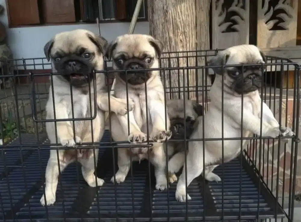 DIJUAL ANAK ANJING PUG