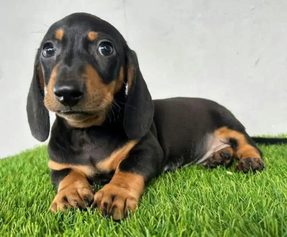 DIJUAL ANAK ANJING TEKEL/ DACHSHUND