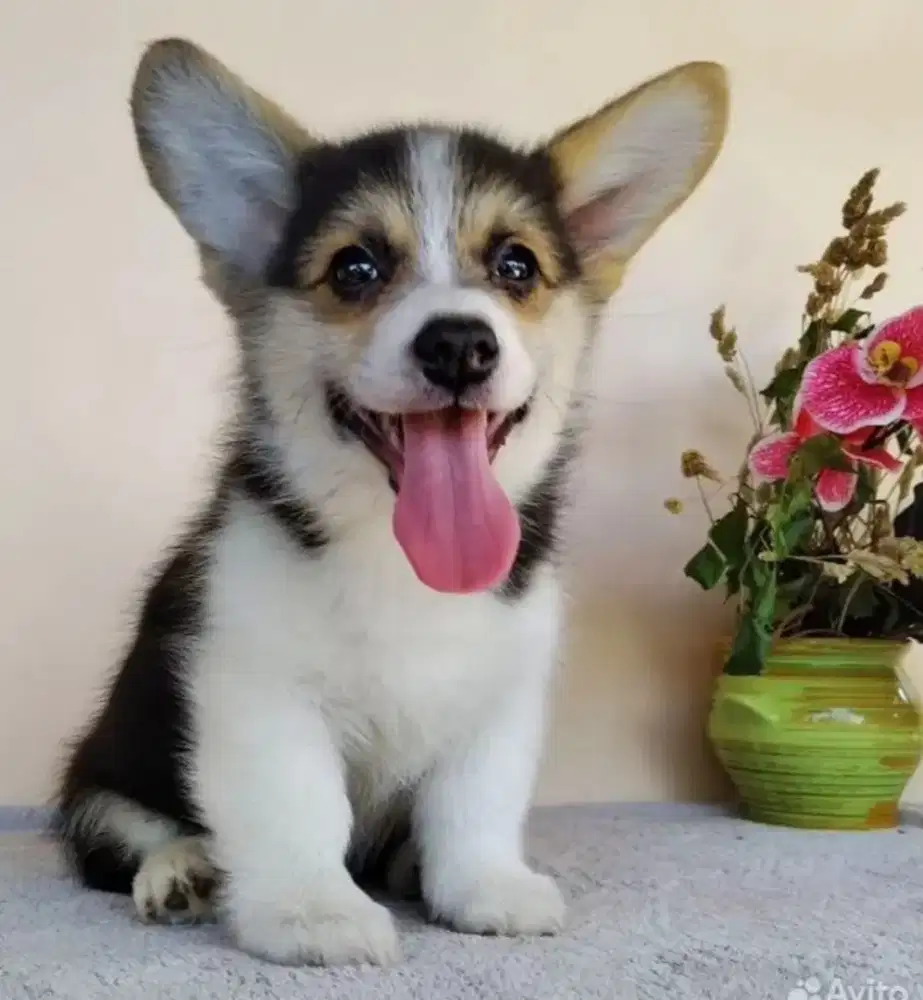 DIJUAL ANAK ANJING CORGI