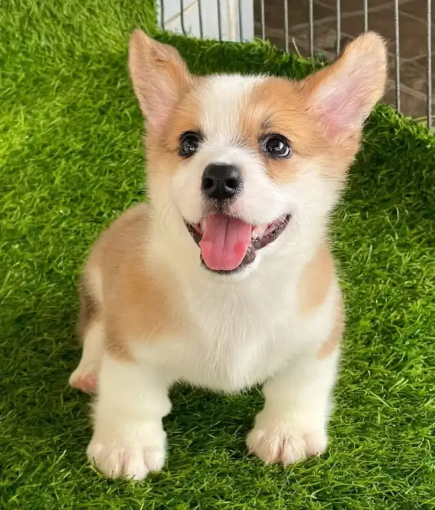 DIJUAL ANAK ANJING CORGI