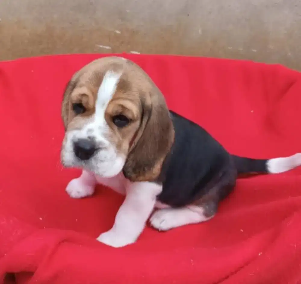 DIJUAL ANAK ANJING BEAGLE