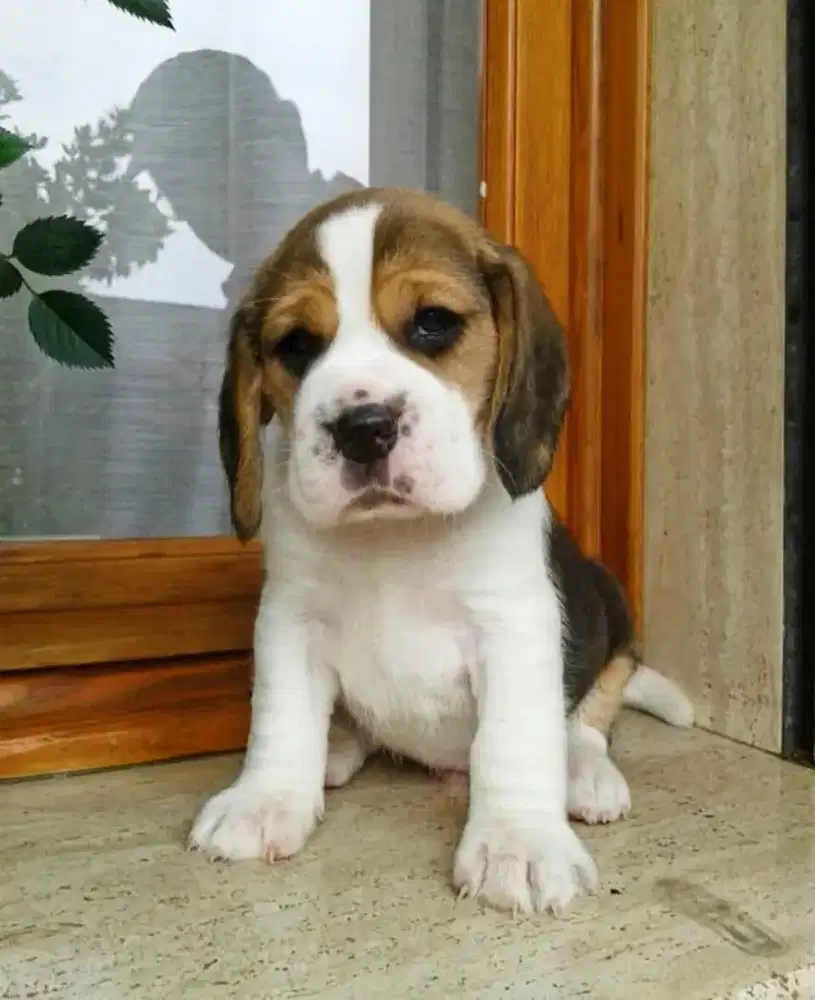 DIJUAL ANAK ANJING BEAGLE