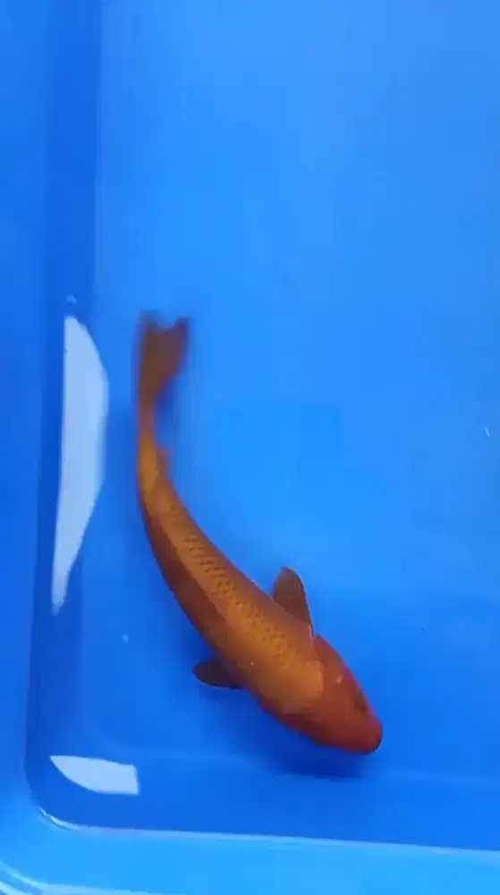 Ikan koi jenis chagoi