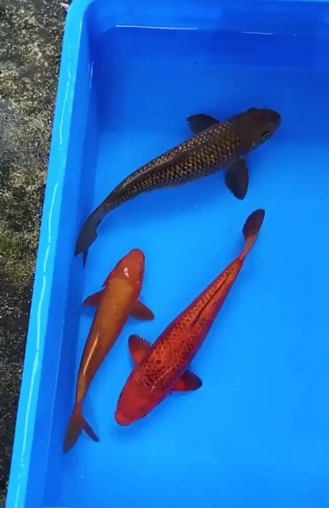 Ikan koi chagoi caramel saragoi ginrin