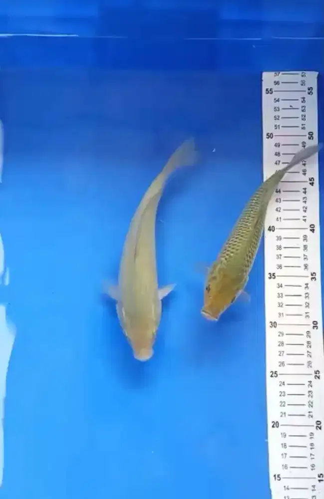 Ikan koi saragoi