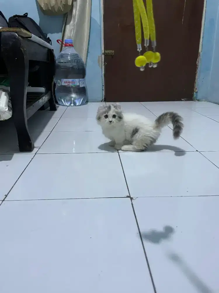 Kucing Munchkin kinkalow/kaki pendek curl/kucing cebol American curly